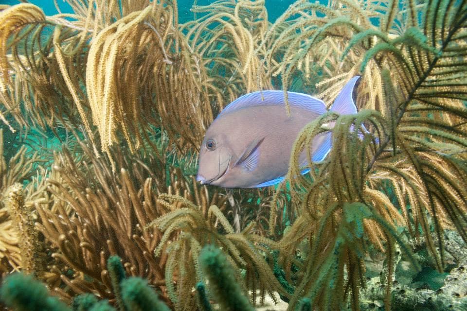 Miami Beach Diving & Snorkeling with Tarpoon Lagoon