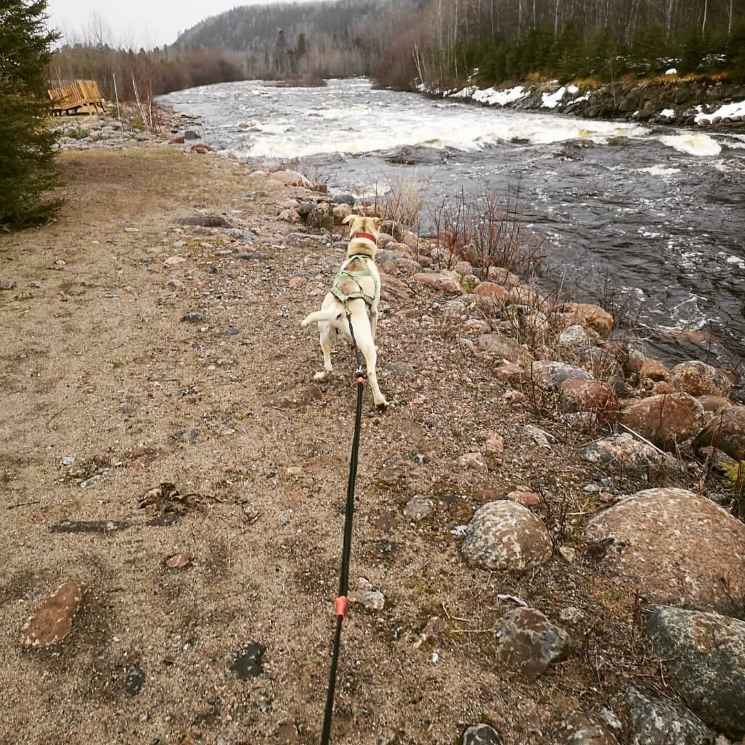 Dog-Friendly Trail Adventures with Cani-Rando in Alaska
