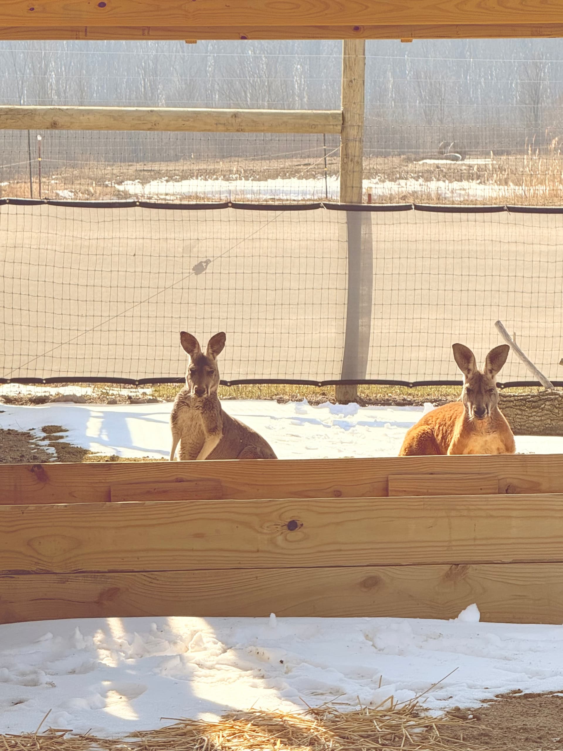 Kangaroo Twilight Visit: Watch Roos at Dawn & Dusk in Ira Township, Michigan photo 2