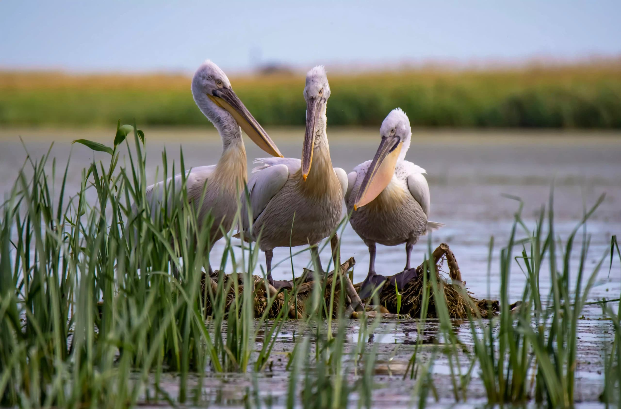 Water-activities & Danube Delta with Ondas De Angelo Romania