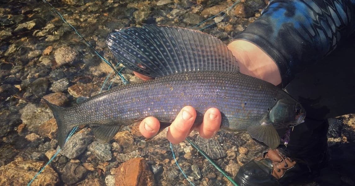 Evening Fly Fishing | Fishing in Denali National Park, Alaska