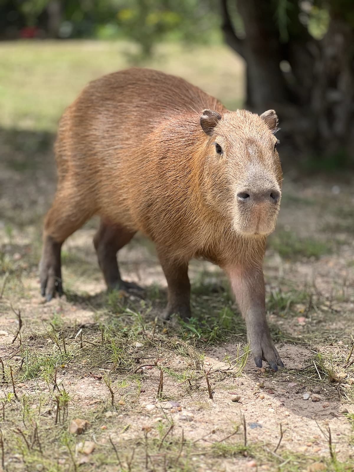 Wildlife & Animal Encounters at Aggieland Safari