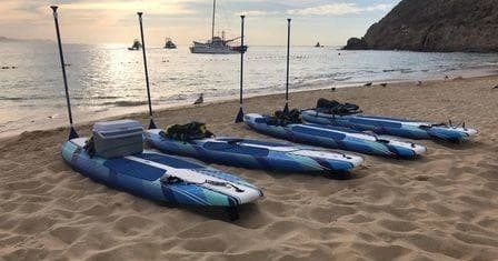 Experience Majestic Whale Watching in Los Cabos: A 2-Hour Sea of Cortez Adventure