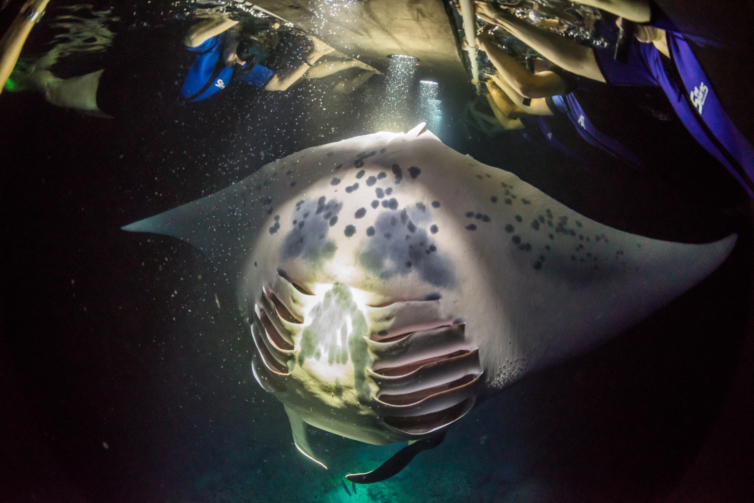 Night Manta Snorkeling Adventure in Kailua-Kona