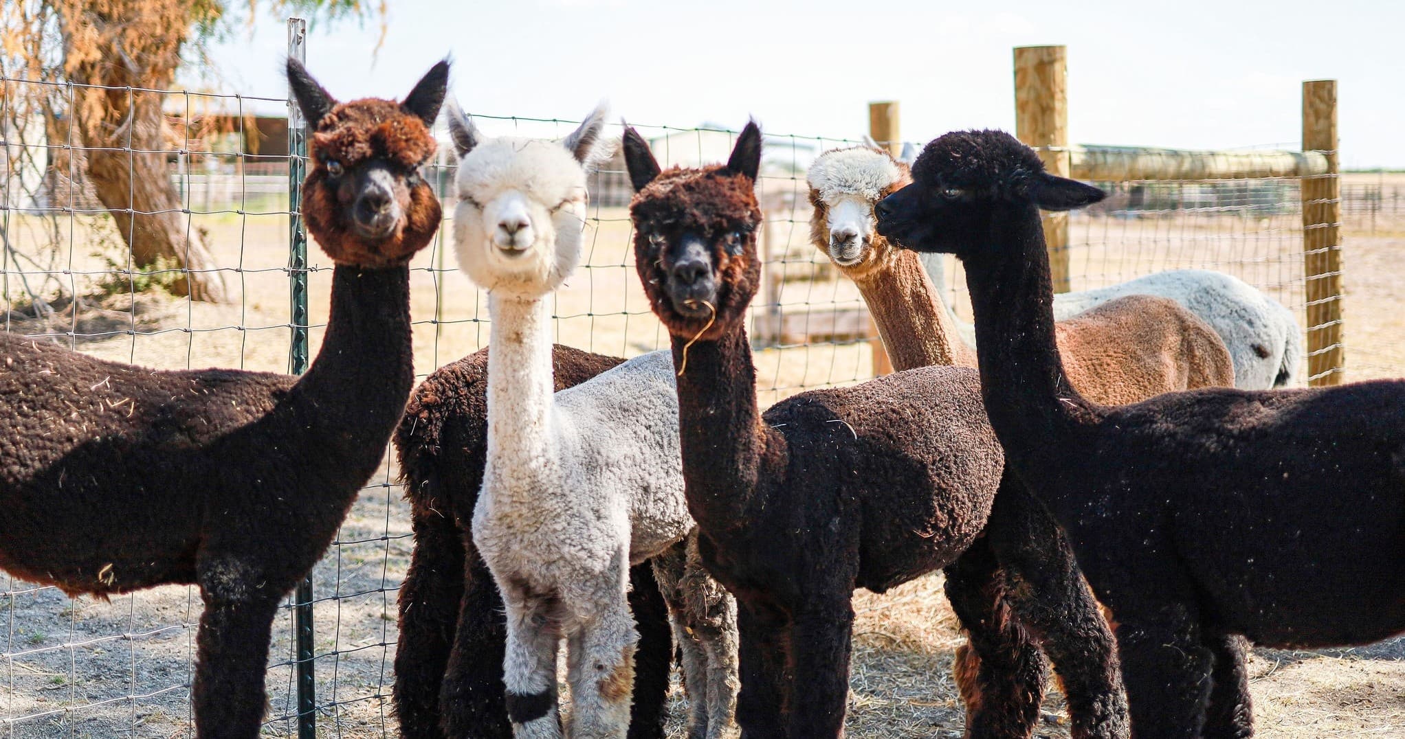 Hands-On Alpaca Adventure Near Finksburg: Private Tour for Up to 6