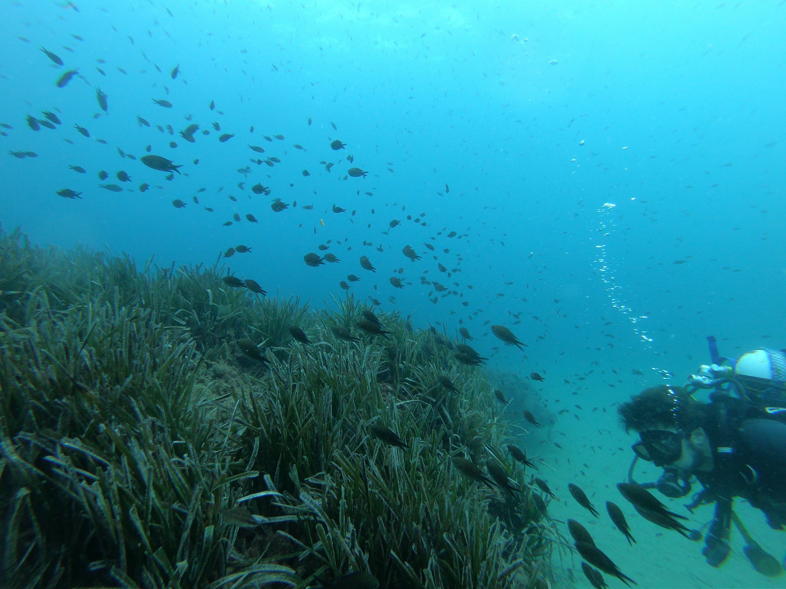 Water Activities & Nautic Parc Costa Daurada I Terres De L’Ebre: Underwater Exploration at La Llosa