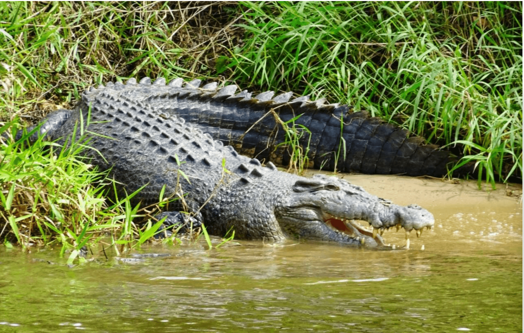 Lower Daintree Rainforest & Wildlife Cruise — Mangrove Channels, Crocodiles & Thornton Peak Views