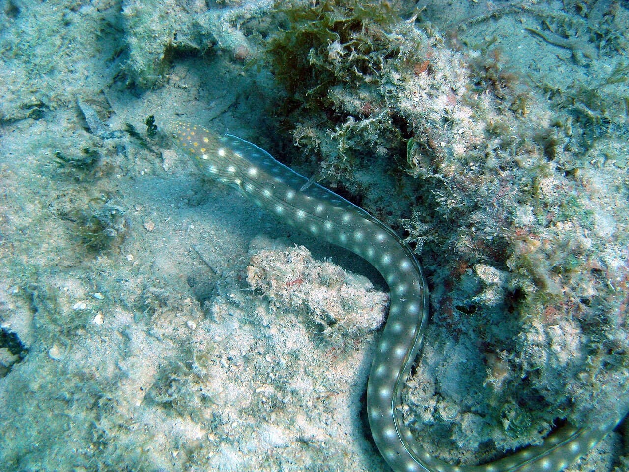 Al'Agua Puerto Rico experience