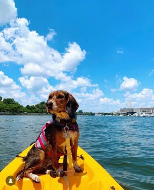 Sunset Paddling on the Potomac: Key Bridge Boathouse CAN Outing in Georgetown photo 3