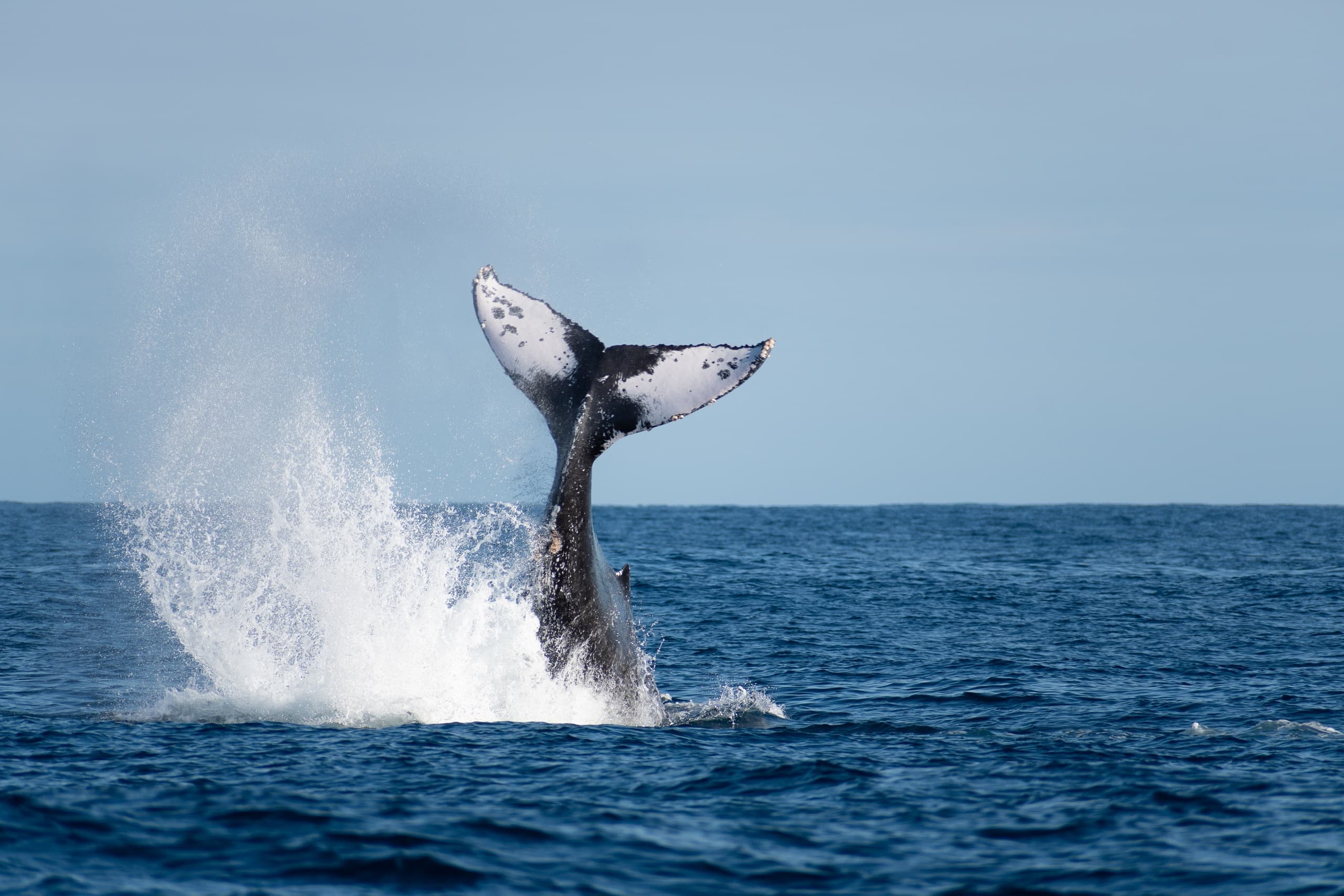 Cabo Whale Watching Experience: Breaches, The Arch & Sea Lion Colony photo 1