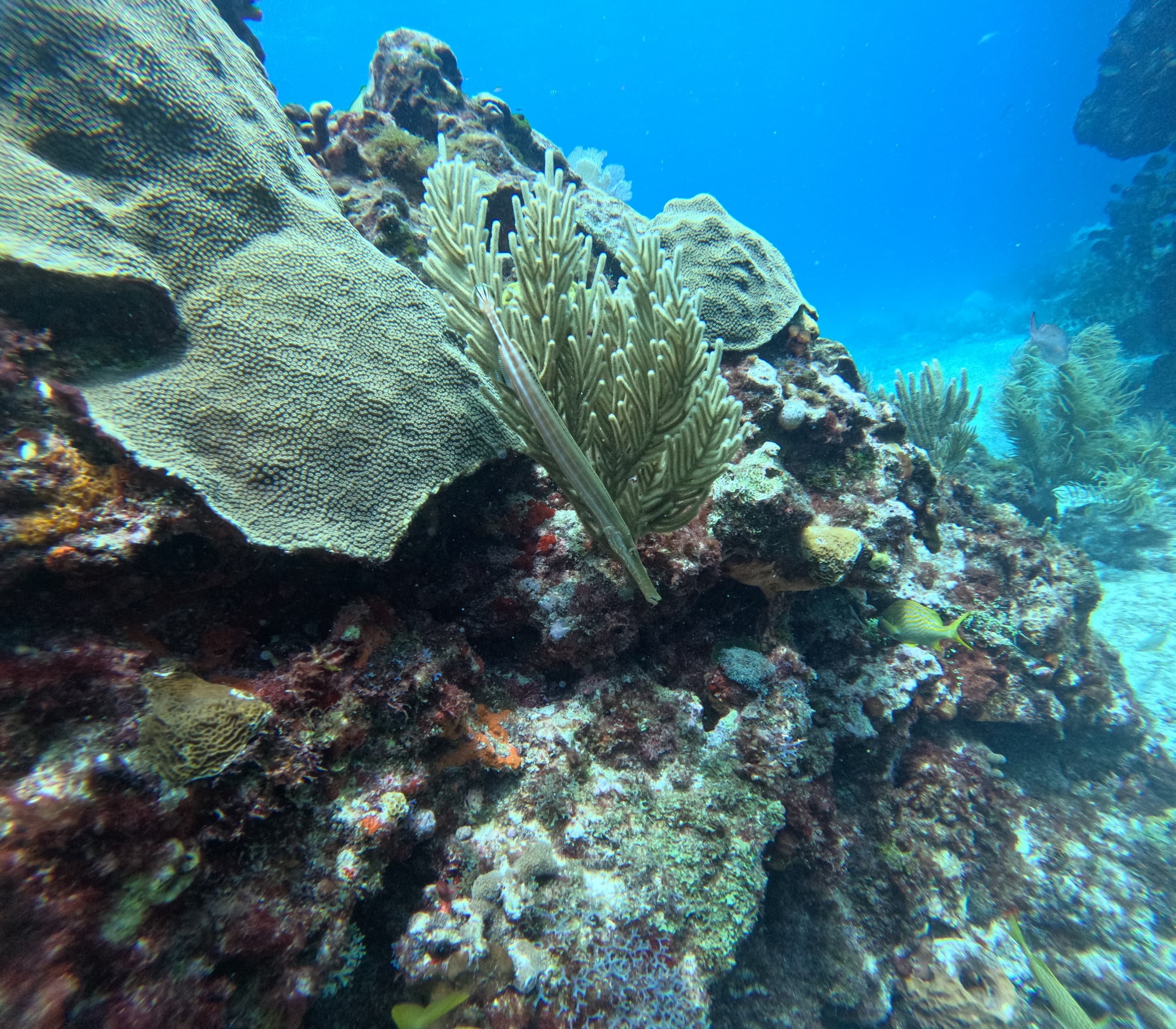 Go Diving Cancun fleet