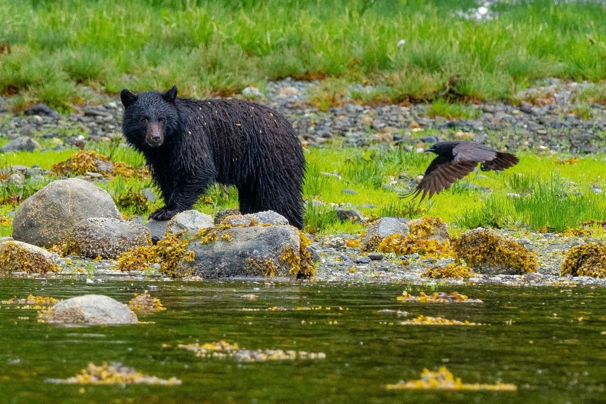Coastal Bear Watching with Tofino Resort and Marina in BC