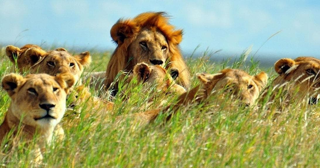 Lion pride surveying tall grassland in African savanna