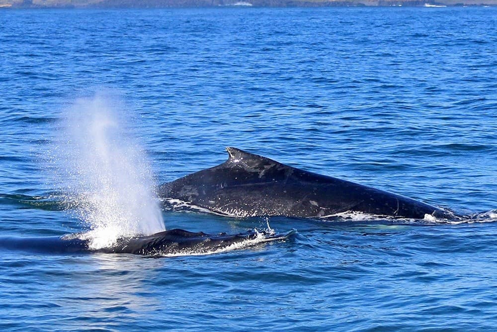 Dolphin & Whale Cruise from San Remo: Phillip Island Marine Wildlife Adventure