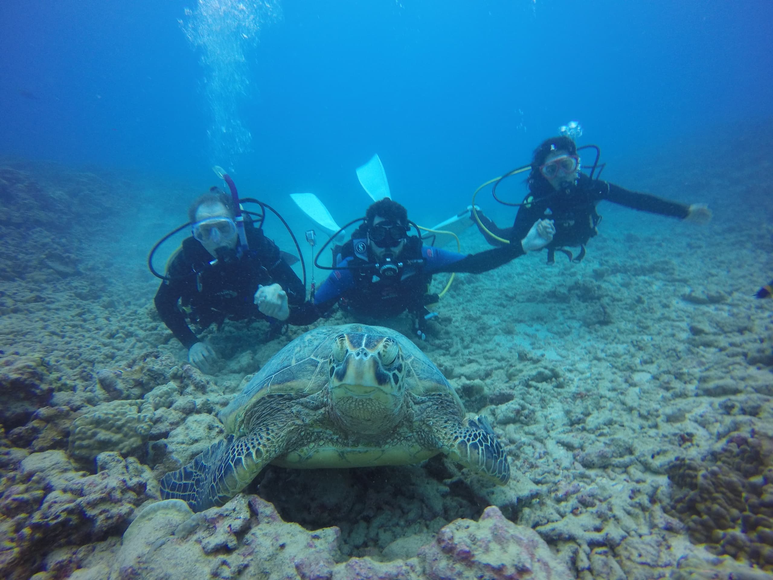Water Activities: Hau'oli Ocean Style Diving Adventures in Hawaii
