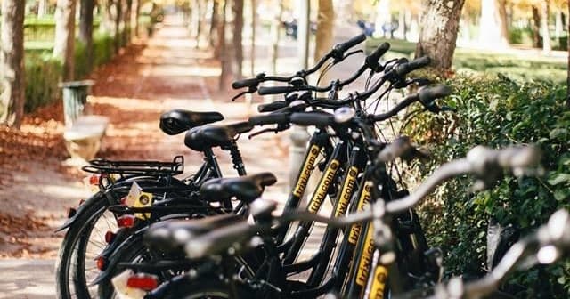 Row of parked rental bicycles lined on tree-lined city avenue