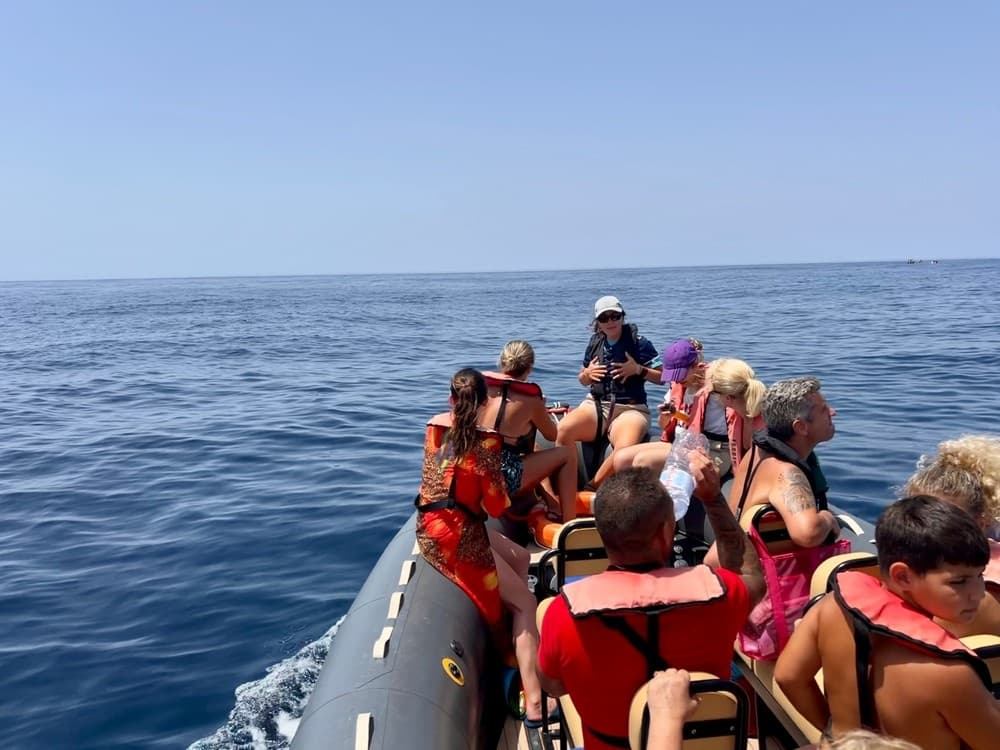 Wildlife & Dolphin Watching with Capitão Nemo Algarve