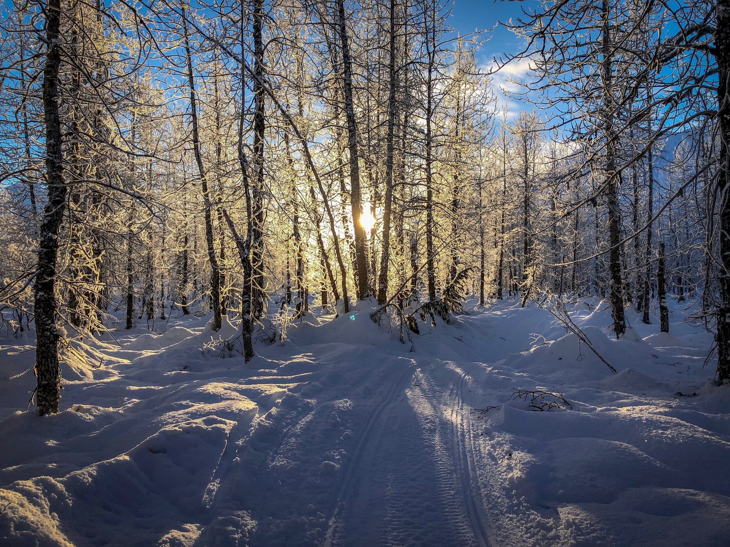 Denali View Combo Tour: Snowmobiling and Dog Sledding Adventure in Talkeetna, Alaska