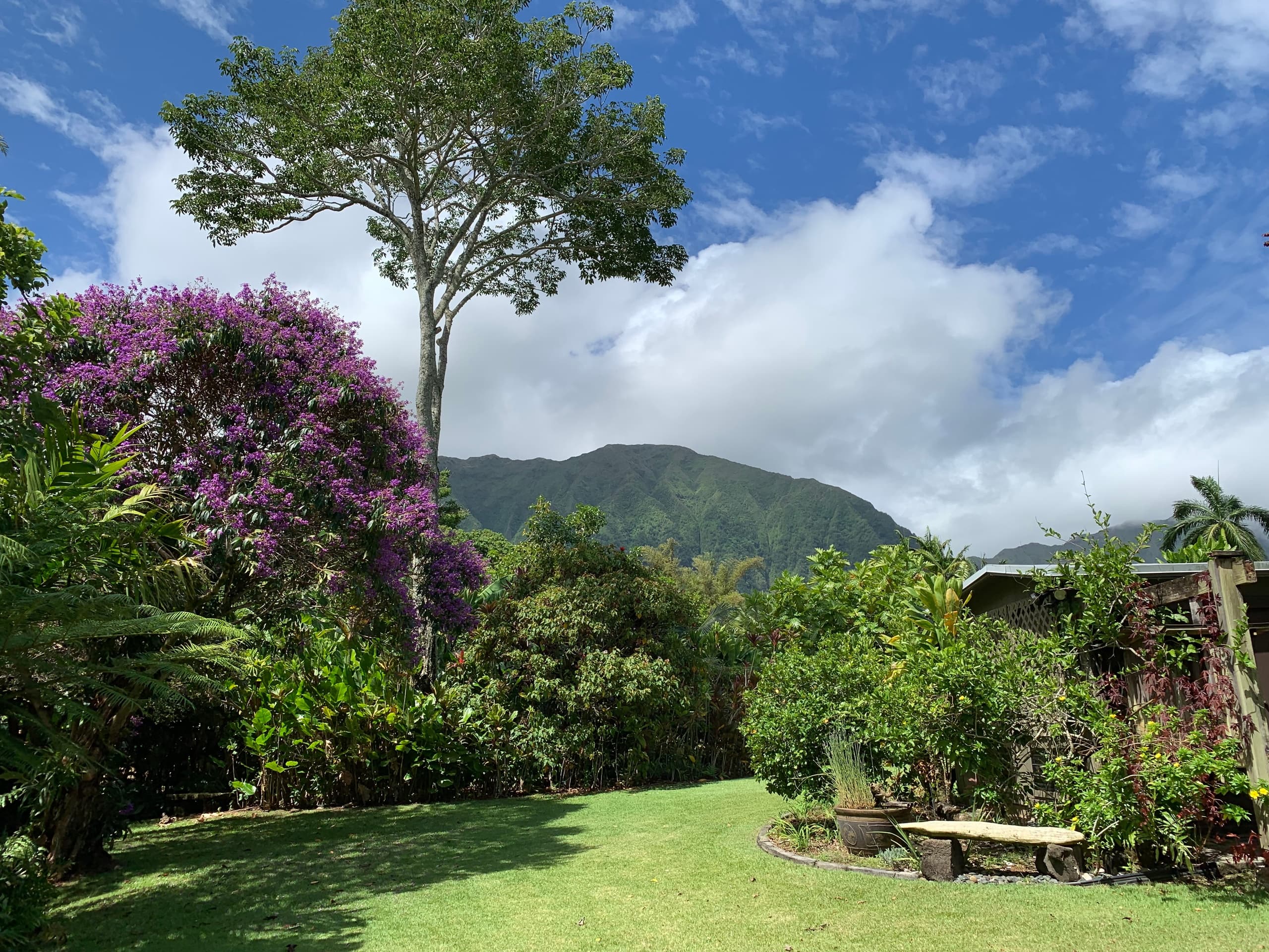 Forest + Sound Bathing at Kahaluʻu Gallery and Gardens — Kaneohe Healing Walk photo 4