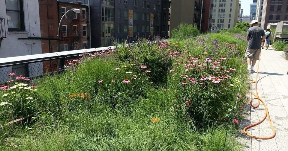 The High Line Tour by Manhattan Walking Tour, NYC