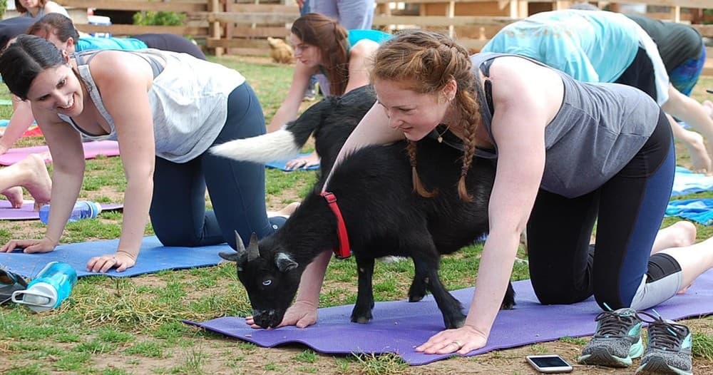 Yoga with Goats in Chapel Hill, NC at Spring Haven Farm photo 1