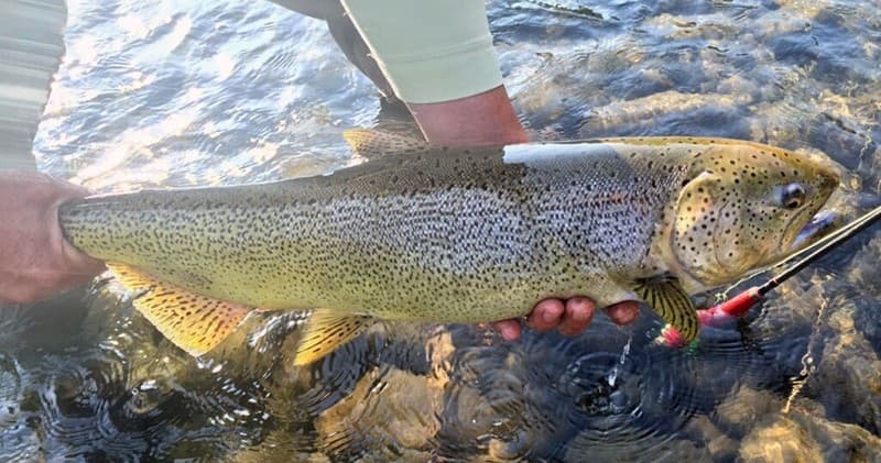 Large brown trout held over rocky stream showcasing catch