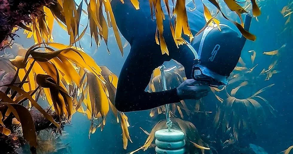 Freedive Northern Ireland's Intro to Freediving in Portrush