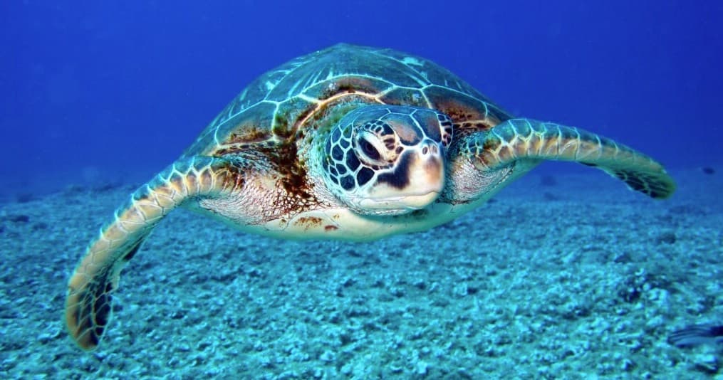 Guided Circle Island Tour with Hawaii’s Activities Experts LLC in Honolulu