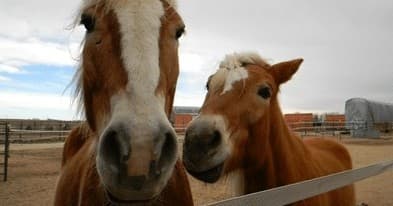 Curious draft horses close-up at fenced paddock