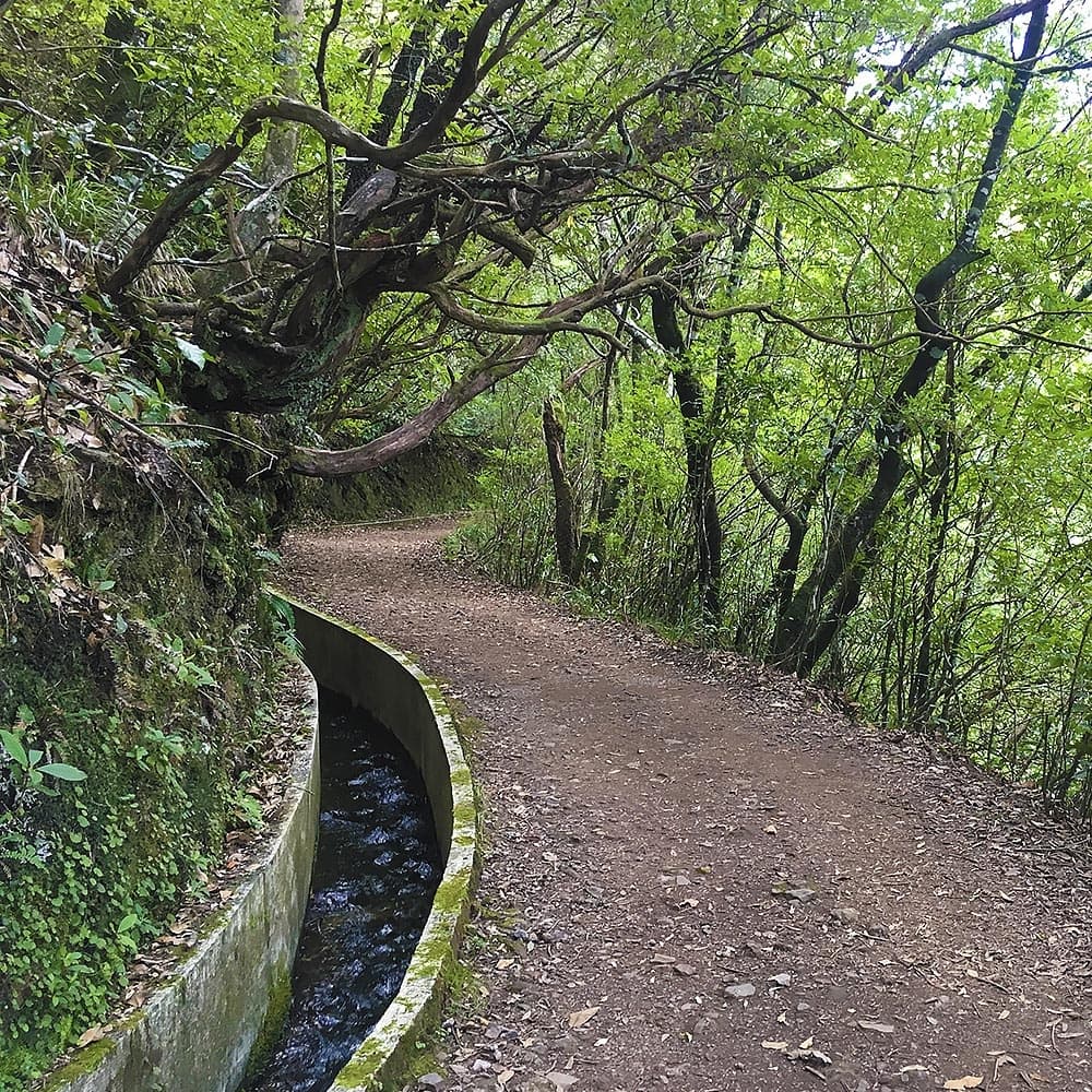 Levada Walk at Ribeiro Frio with Experiences Madeira in Funchal