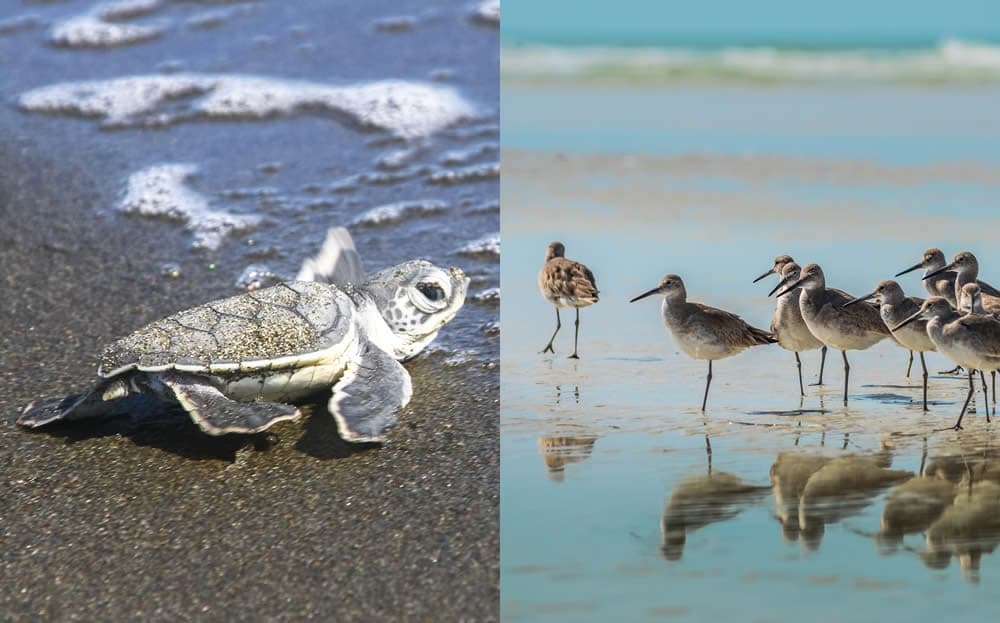 Sea turtle and shorebirds on sandy beach, coastal wildlife scene