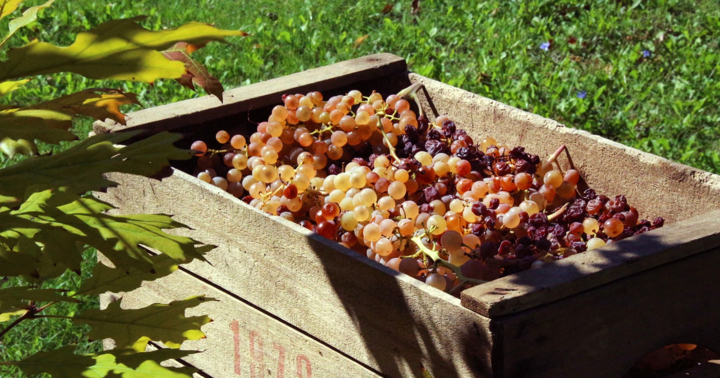 Crate of freshly harvested grapes during vineyard harvest