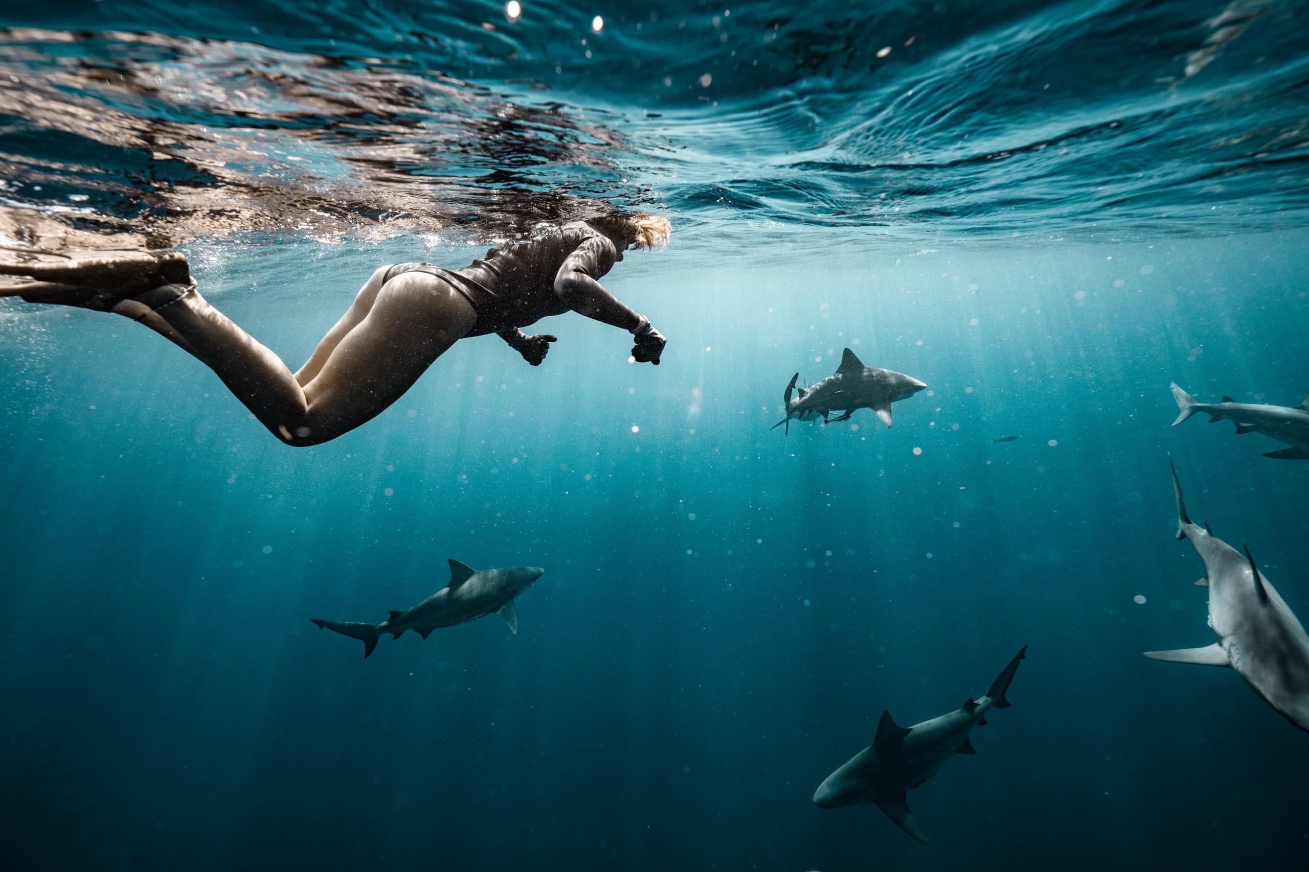 Private Shark Charter with Tanner Underwater in Jupiter, FL