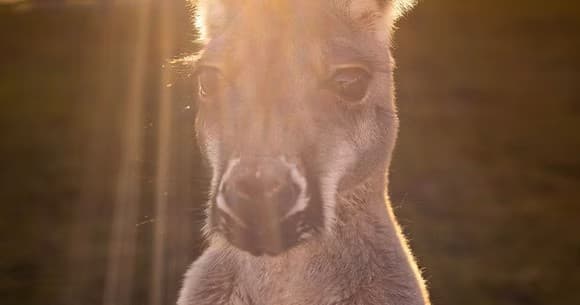 Kangaroo Twilight Visit: Watch Roos at Dawn & Dusk in Ira Township, Michigan