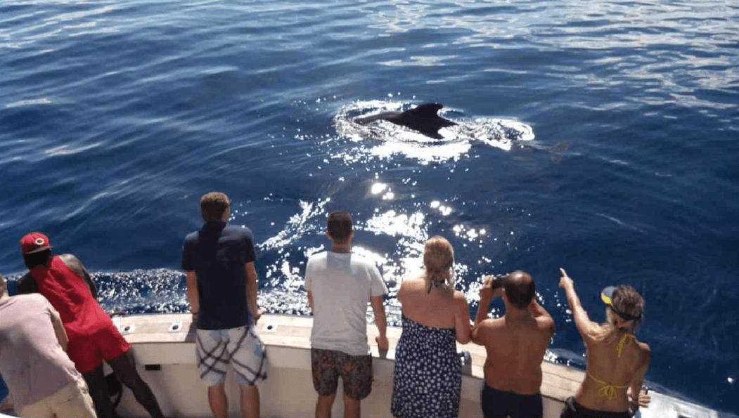 Passengers watching dolphins from a boat deck in open sea