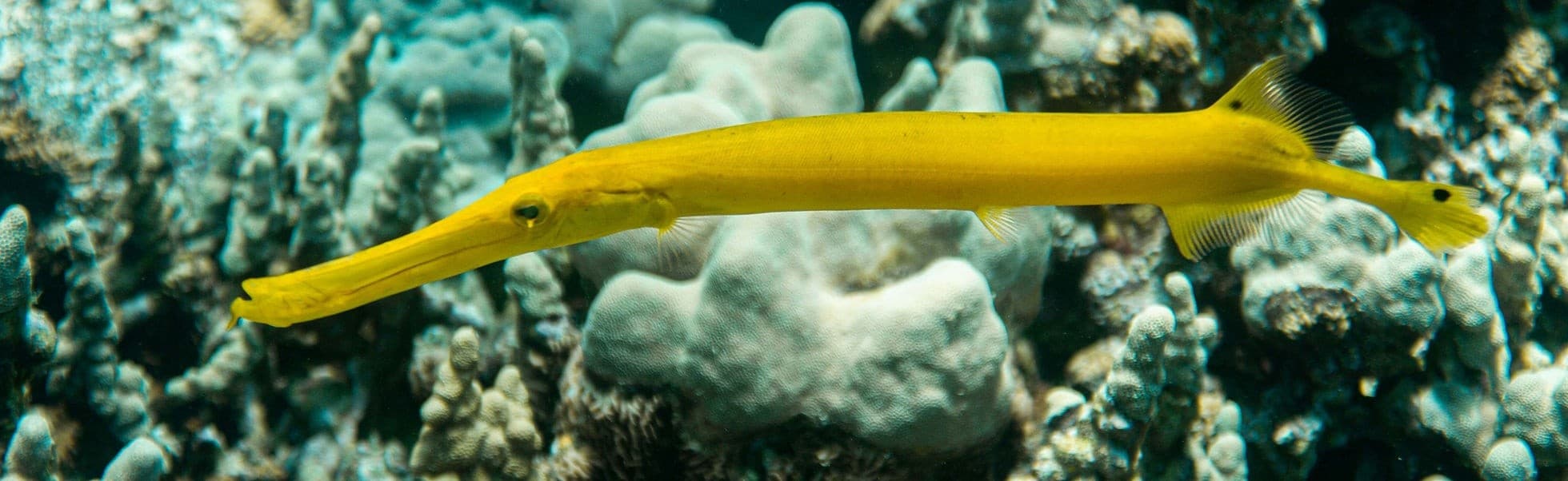 Hidden Gems Kona Reef Snorkel — Private Kona Snorkel with Volcanic Arches and Drop-offs photo 2