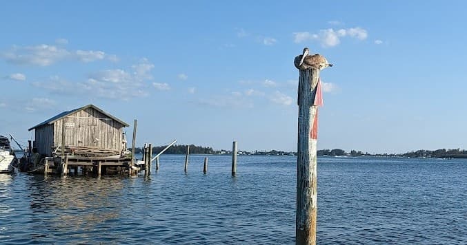 Full Day At Sarasota Bay Adventure: Dolphin Cruise, Cada Zan & Ringling Bridge