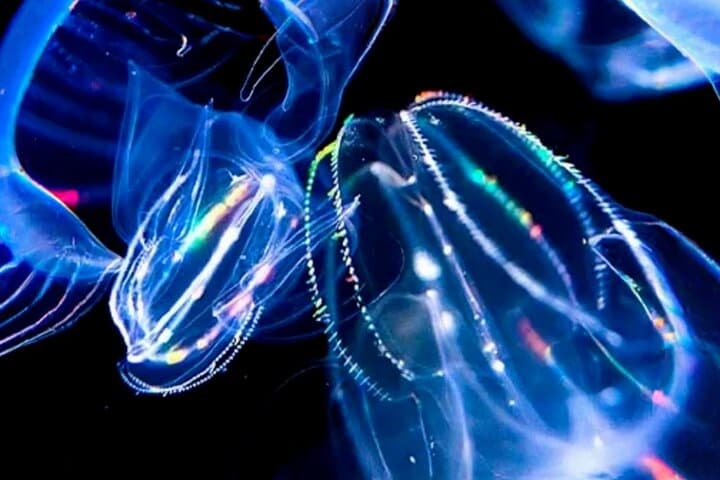 Glowing comb jellies illuminated in deep blue waters