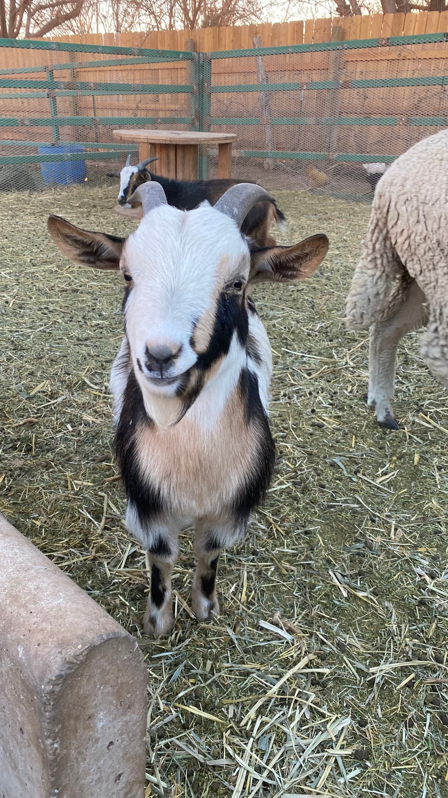 Harvest Host Tour in Hurricane, Utah: Hands-On Farm Fun