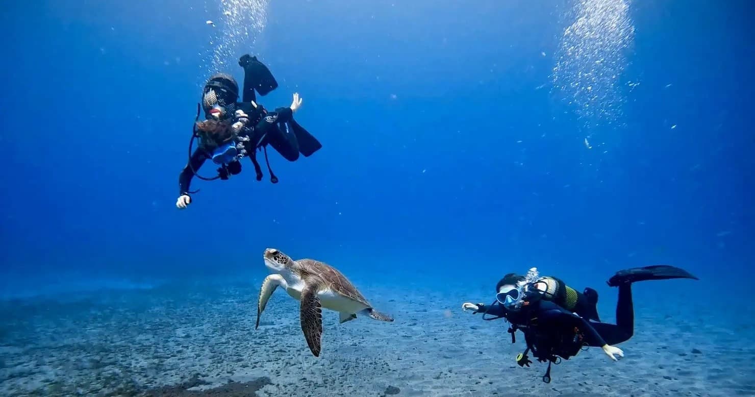 Scuba divers swimming with sea turtle over clear sandy seabed