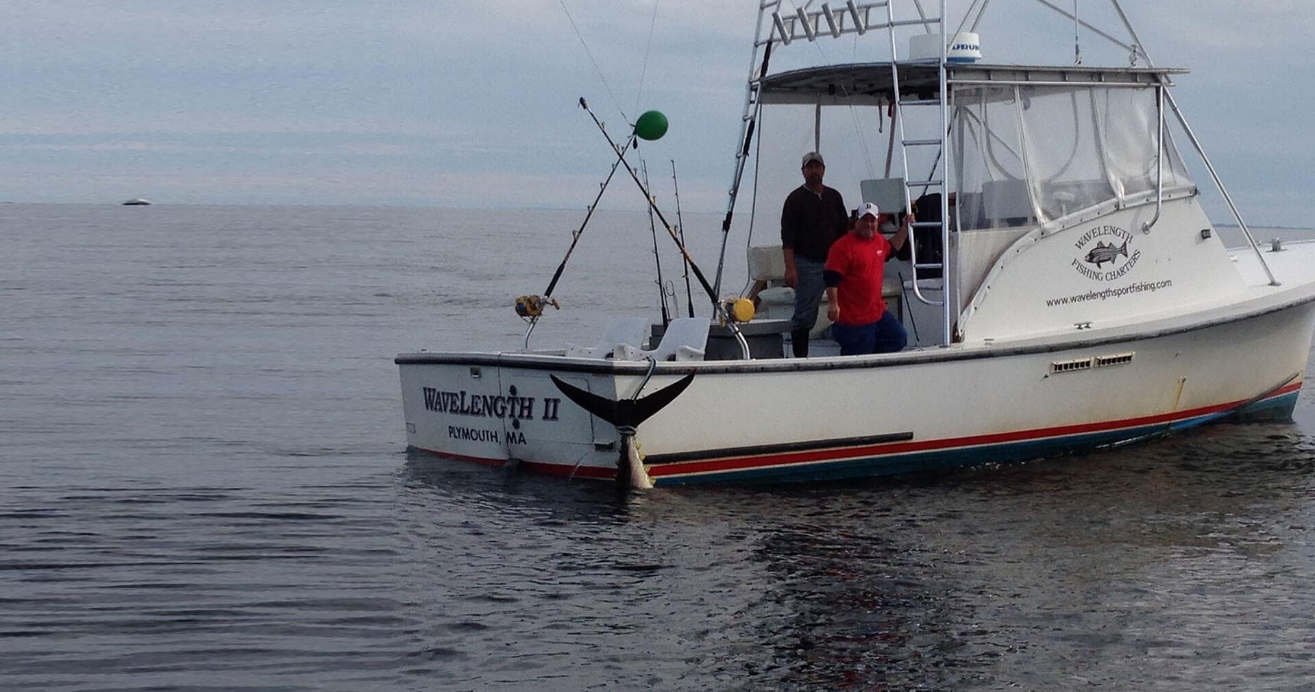 Fishing & Wildlife at Wavelength Fishing Charters in Massachusetts