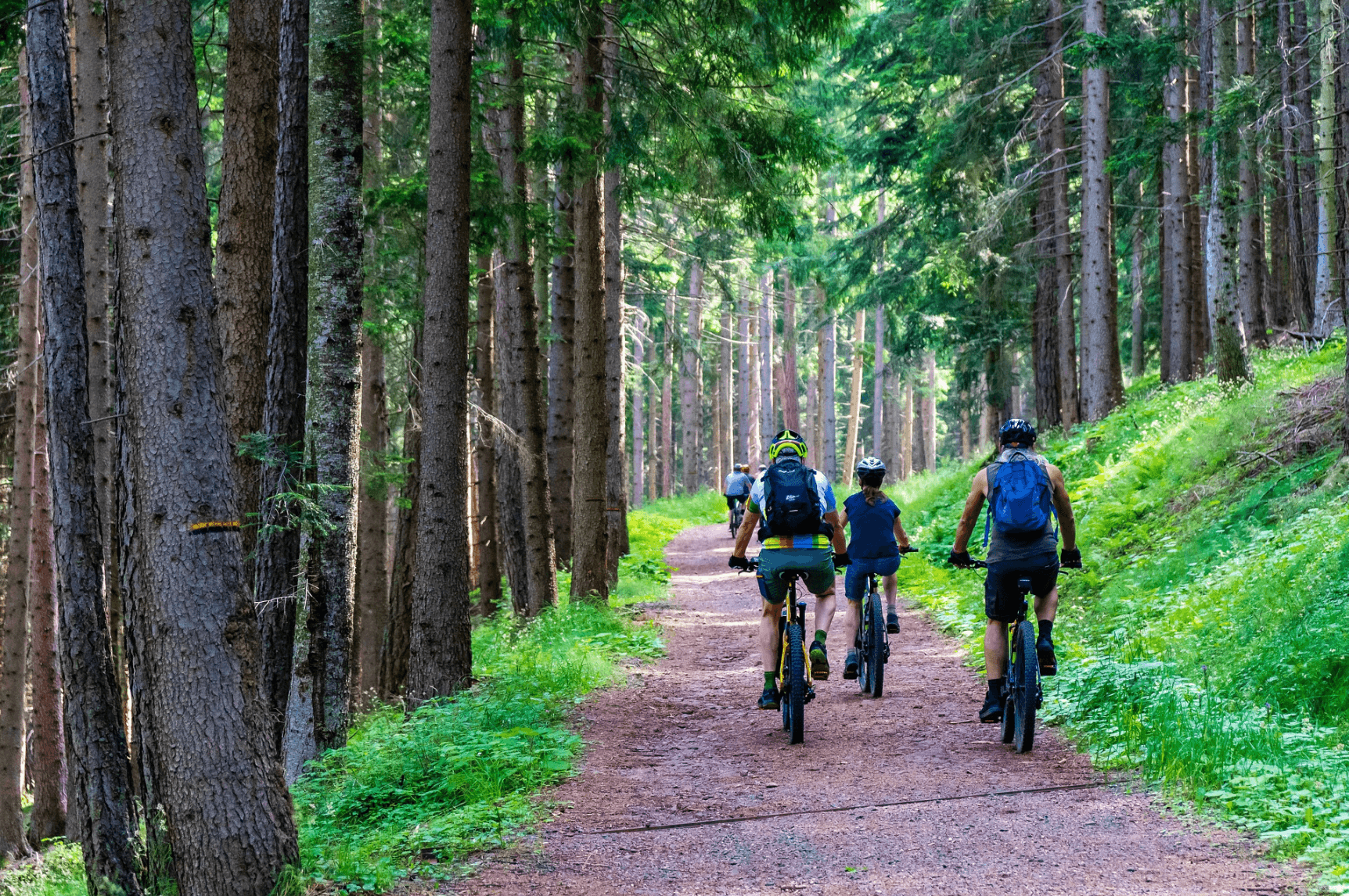Cyclists riding singletrack through tall pine forest path