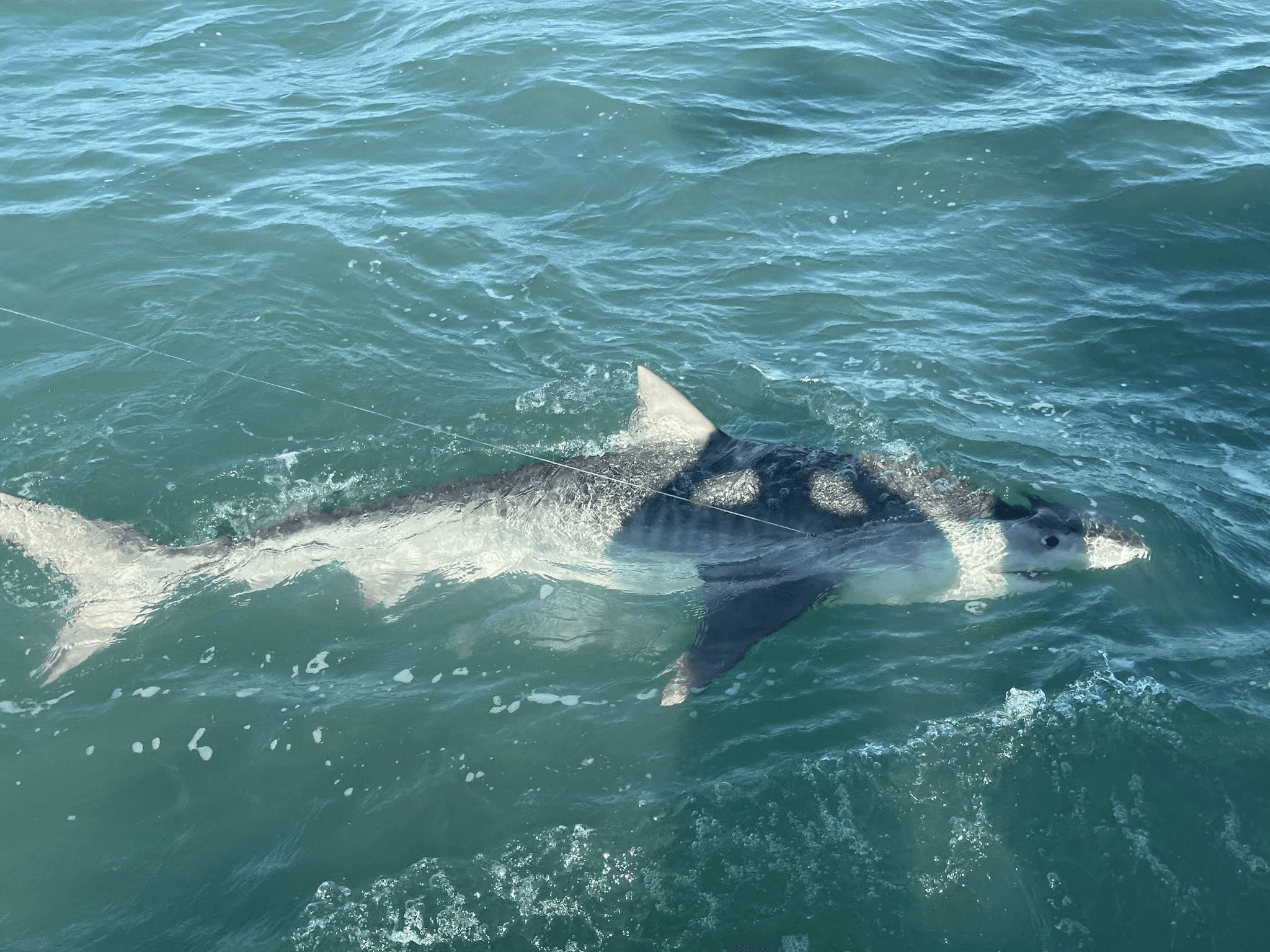 4-Hour Nearshore Shark Fishing Off Cape Canaveral Aboard Catch Dog photo 1