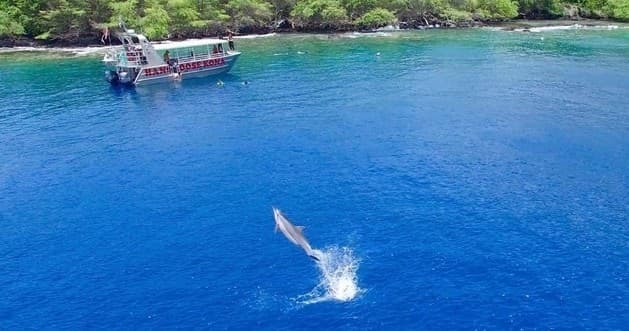 Dolphin breaching in clear tropical ocean during boat tour