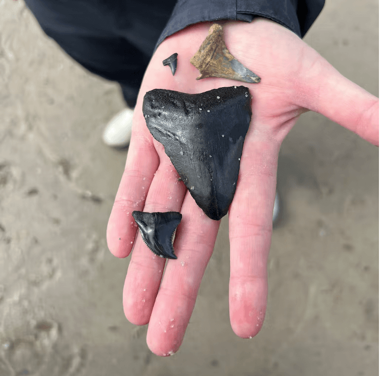 SCM PVT Shark Tooth 6p