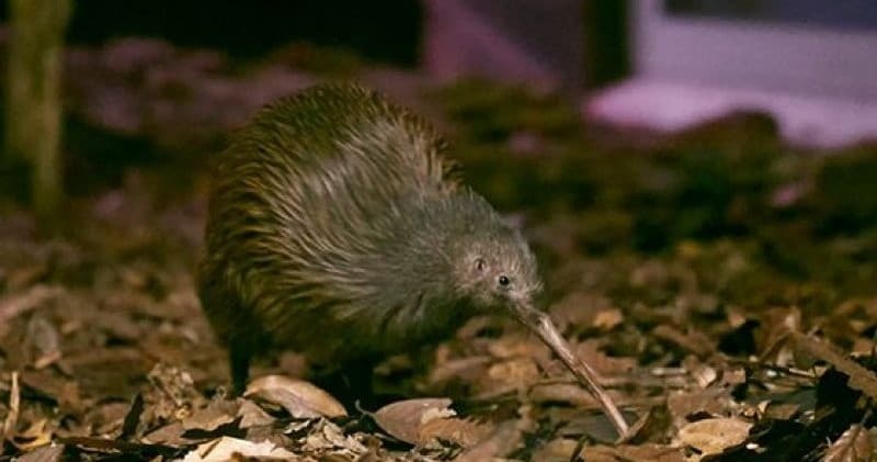 Total Kiwi Experience: Night Kiwi-Spotting, Whangarei Falls & Waitangi Lookout