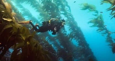 Avelo 2-Day Diving Experience in Avalon: Float With the Avelo System