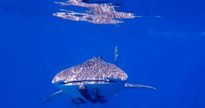 Whale shark swimming toward camera in clear Sea of Cortez, La Paz
