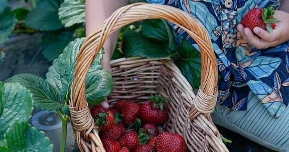 Berry Picking at Rocky Creek Strawberry Farm: Family Fun in Countryside
