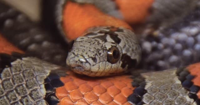 Wildlife Nature Experience with Reptile Encounter